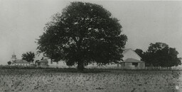 Emancipation Oak, Hampton