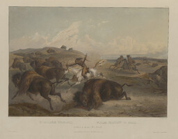 Indians Hunting the Bison