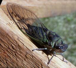 Annual Cicada