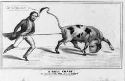 A bull chase. The words of the wise, are as goads.