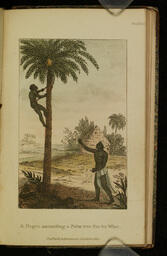 A Negro Ascending a Palm Tree for its Wine